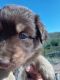 Australian Shepherd Puppies for sale in Apache Junction, AZ, USA. price: $1,000