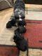 Australian Shepherd Puppies for sale in Billings, MT, USA. price: NA