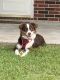 Australian Shepherd Puppies for sale in Groves, TX 77619, USA. price: NA