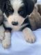 Australian Shepherd Puppies for sale in Dallas, TX 75227, USA. price: NA