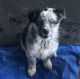 Australian Shepherd Puppies for sale in Tulare, CA 93274, USA. price: $300