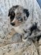 Australian Shepherd Puppies for sale in White House, TN, USA. price: NA