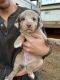 Australian Shepherd Puppies for sale in Monticello, GA 31064, USA. price: $200