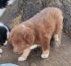 Australian Shepherd Puppies for sale in Richmond, MO 64085, USA. price: $400