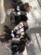 Australian Shepherd Puppies for sale in Georgetown, SC 29440, USA. price: NA
