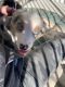 Australian Shepherd Puppies for sale in Houston, TX, USA. price: $800