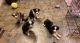 Australian Shepherd Puppies for sale in Fulton, NY 13069, USA. price: NA