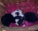 Australian Shepherd Puppies for sale in Ash Flat, AR, USA. price: $450