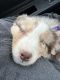 Australian Shepherd Puppies for sale in Shelby Twp, MI, USA. price: $400