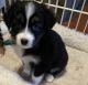 Australian Shepherd Puppies for sale in Winchester, VA 22601, USA. price: $1,150