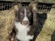 Australian Shepherd Puppies for sale in Toccoa, GA, USA. price: $300