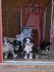 Australian Shepherd Puppies for sale in Treynor, IA 51575, USA. price: $500