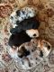 Australian Shepherd Puppies for sale in Wimauma, FL 33598, USA. price: $1,600
