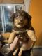 Australian Shepherd Puppies for sale in Marshall, MI 49068, USA. price: $200