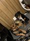 Australian Shepherd Puppies for sale in Jonesborough, TN 37659, USA. price: $600