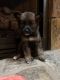Australian Shepherd Puppies for sale in Tamassee, SC 29686, USA. price: $200