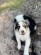 Australian Shepherd Puppies for sale in Clermont, FL, USA. price: $1,000