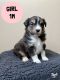 Australian Shepherd Puppies for sale in Richmond, MN 56368, USA. price: $800