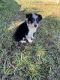 Australian Shepherd Puppies for sale in Holiday, FL, USA. price: NA
