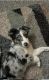 Australian Shepherd Puppies for sale in Warren, MI, USA. price: $750