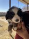 Australian Shepherd Puppies for sale in Big Spring, TX 79720, USA. price: NA