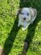 Australian Shepherd Puppies for sale in Houston, TX 77062, USA. price: $800