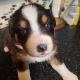 Australian Shepherd Puppies for sale in Port Orchard, WA 98366, USA. price: $1,200