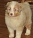 Australian Shepherd Puppies for sale in Drayton, SC 29307, USA. price: $450