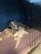 Australian Shepherd Puppies for sale in Taylorsville, KY 40071, USA. price: NA
