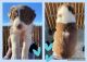 Australian Shepherd Puppies for sale in Hesperia, CA, USA. price: $600