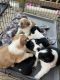 Australian Shepherd Puppies for sale in Cleveland, TN, USA. price: $300