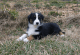 Australian Shepherd Puppies for sale in Ridgeway, VA 24148, USA. price: $400