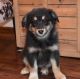 Australian Shepherd Puppies for sale in Tillamook, OR 97141, USA. price: $600