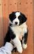 Australian Shepherd Puppies for sale in Galt, CA 95632, USA. price: $1,200