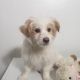 Australian Shepherd Puppies for sale in Tacoma, WA 98443, USA. price: $500