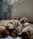 Australian Shepherd Puppies for sale in Edmonds, WA, USA. price: $500
