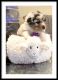 Australian Shepherd Puppies for sale in Vincent, AL 35178, USA. price: $800