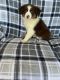 Australian Shepherd Puppies for sale in Holiday, FL, USA. price: $600