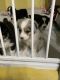 Australian Shepherd Puppies for sale in Medford, OR, USA. price: NA