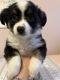 Australian Shepherd Puppies for sale in Deerfield, NH, USA. price: $1,000