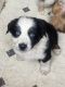 Australian Shepherd Puppies for sale in Rialto, CA, USA. price: $800