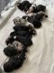 Australian Shepherd Puppies for sale in LaGrange, GA, USA. price: NA