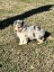 Australian Shepherd Puppies for sale in Dillon County, SC, USA. price: $1,200