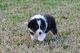 Australian Shepherd Puppies for sale in Dillon County, SC, USA. price: NA