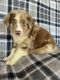 Australian Shepherd Puppies for sale in Holiday, FL, USA. price: $800