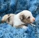 Australian Shepherd Puppies for sale in Traverse City, MI, USA. price: $1,500