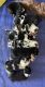 Australian Shepherd Puppies for sale in Taylorsville, NC 28681, USA. price: $700