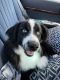 Australian Shepherd Puppies for sale in Troy, OH 45373, USA. price: NA
