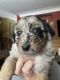 Australian Shepherd Puppies for sale in Gregory, MI 48137, USA. price: $800