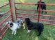 Australian Shepherd Puppies for sale in Continental, OH 45831, USA. price: $200
